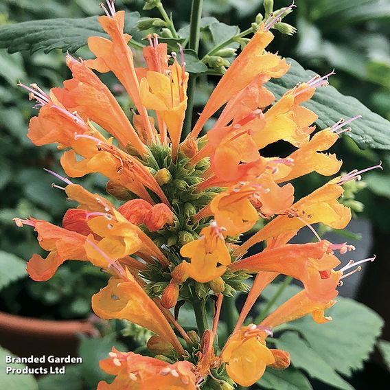 Agastache 'Poquito Orange'