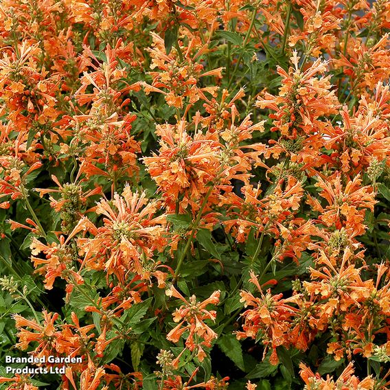 Agastache 'Poquito Orange'
