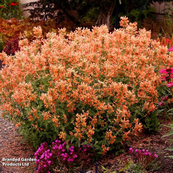 Agastache 'Poquito Orange'