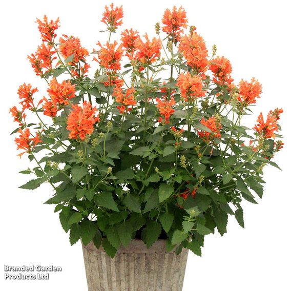 Agastache 'Poquito Orange'