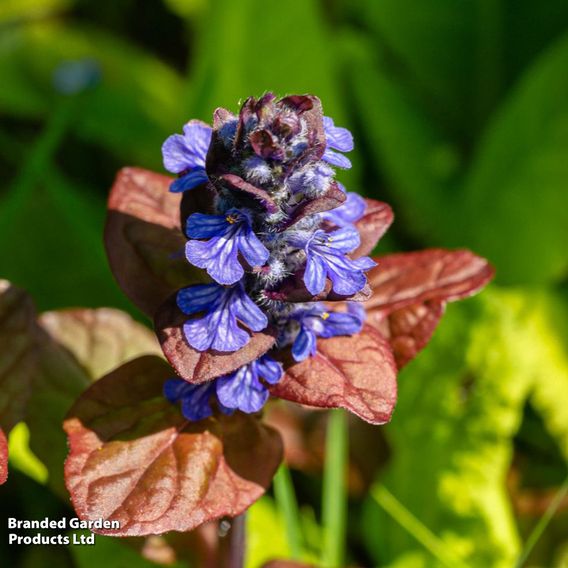 Ajuga reptans 'Atropurpurea'
