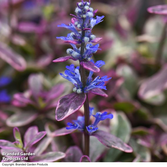 Ajuga tenorii 'Princess Nadia'