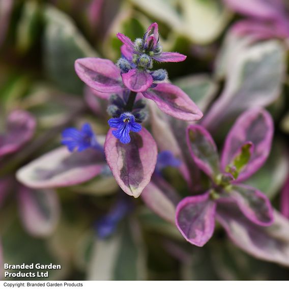 Ajuga tenorii 'Princess Nadia'
