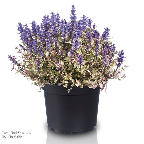 Ajuga tenorii 'Princess Nadia'