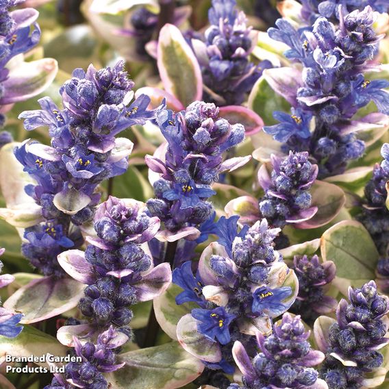 Ajuga tenorii 'Princess Nadia'