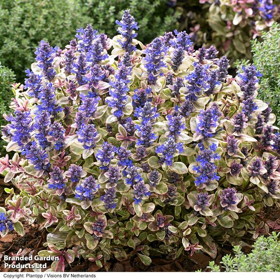 Ajuga tenorii 'Princess Nadia'