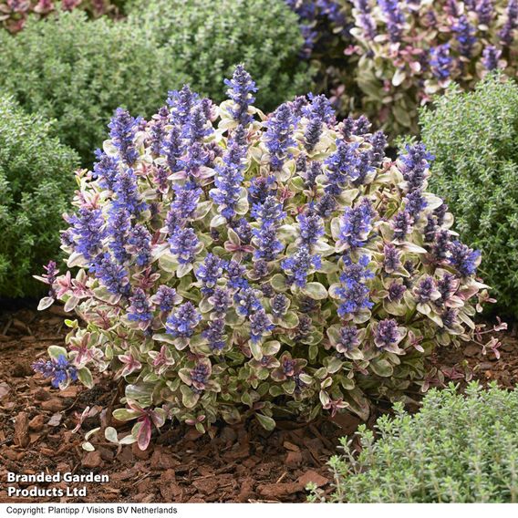 Ajuga tenorii 'Princess Nadia'