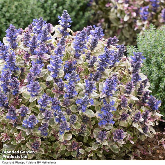 Ajuga tenorii 'Princess Nadia'