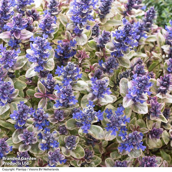 Ajuga tenorii 'Princess Nadia'