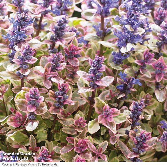Ajuga tenorii 'Princess Nadia'