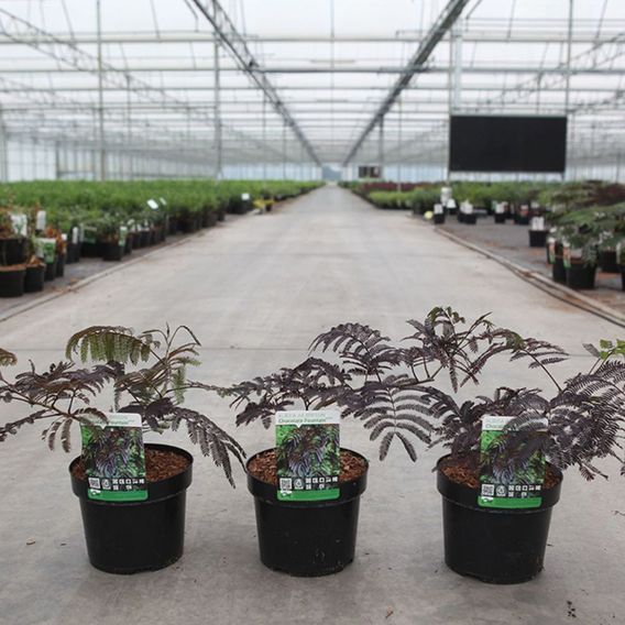 Albizia julibrissin 'Chocolate Fountain'