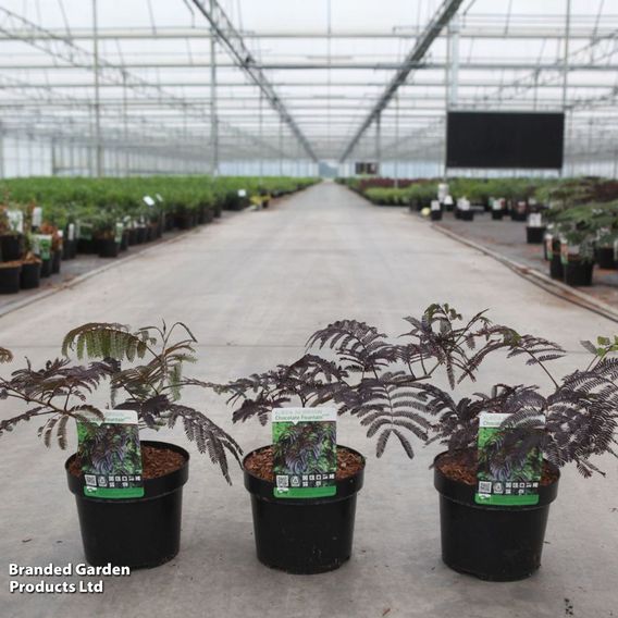 Albizia julibrissin 'Chocolate Fountain'