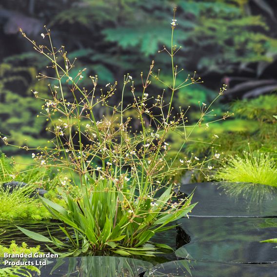 Alisma lanceolata (Marginal Aquatic)