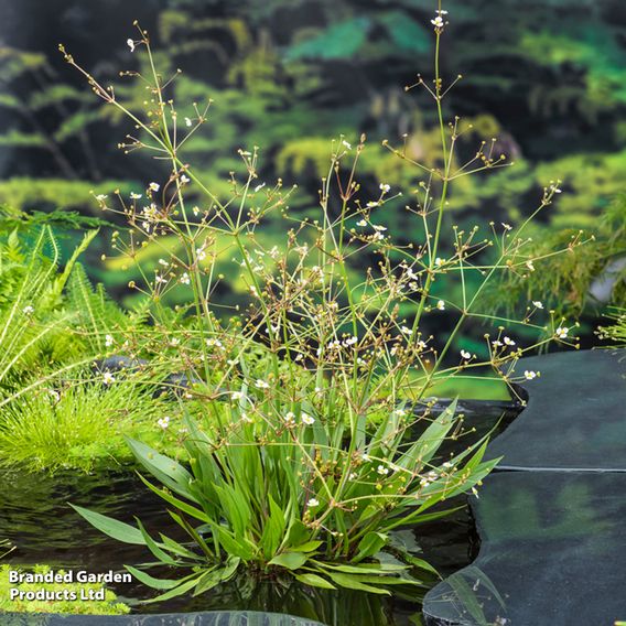 Alisma lanceolata (Marginal Aquatic)