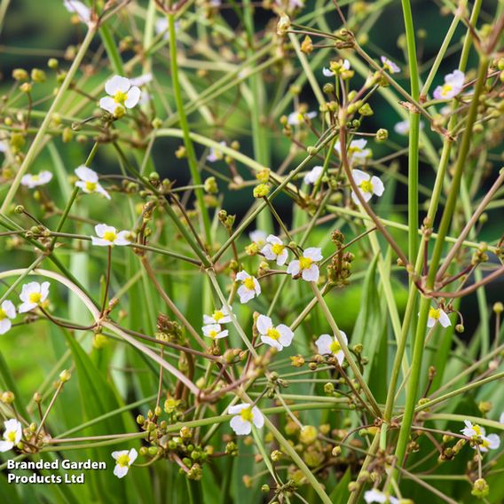Alisma lanceolata (Marginal Aquatic)