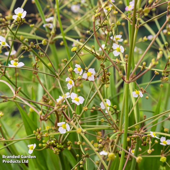Alisma lanceolata (Marginal Aquatic)