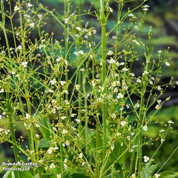Alisma parviflora (Marginal Aquatic)