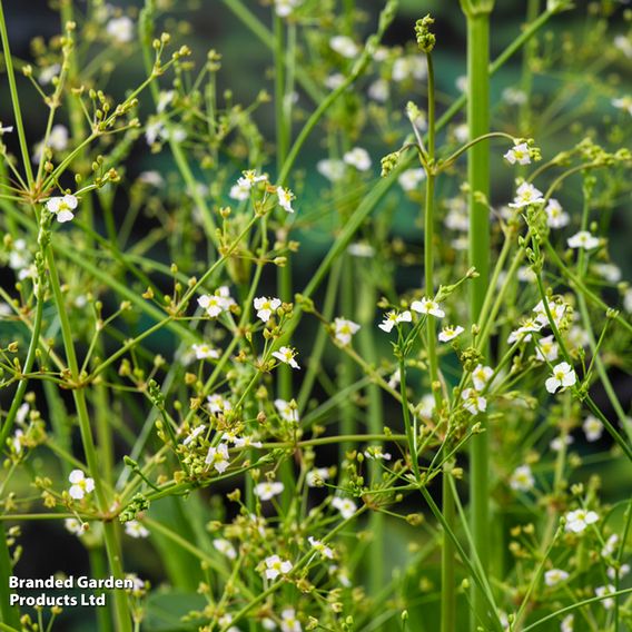Alisma parviflora (Marginal Aquatic)