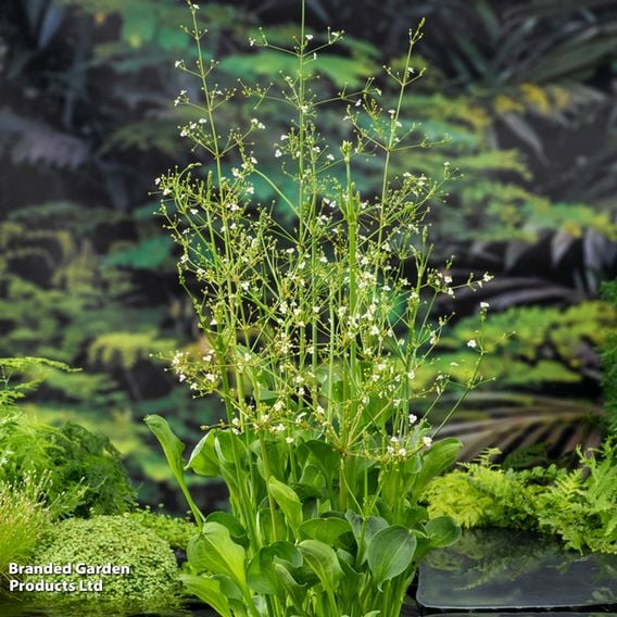 Alisma parviflora (Marginal Aquatic)