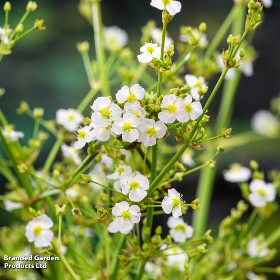 Alisma parviflora (Marginal Aquatic)