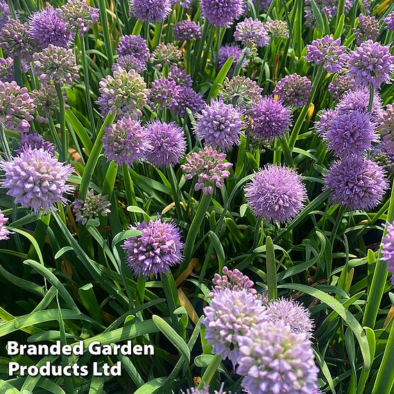 Allium senescens