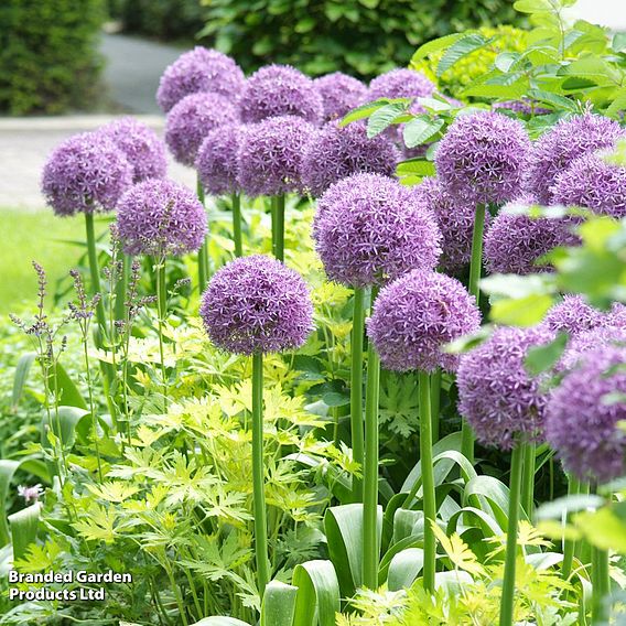 156 Spring Bulb Collection