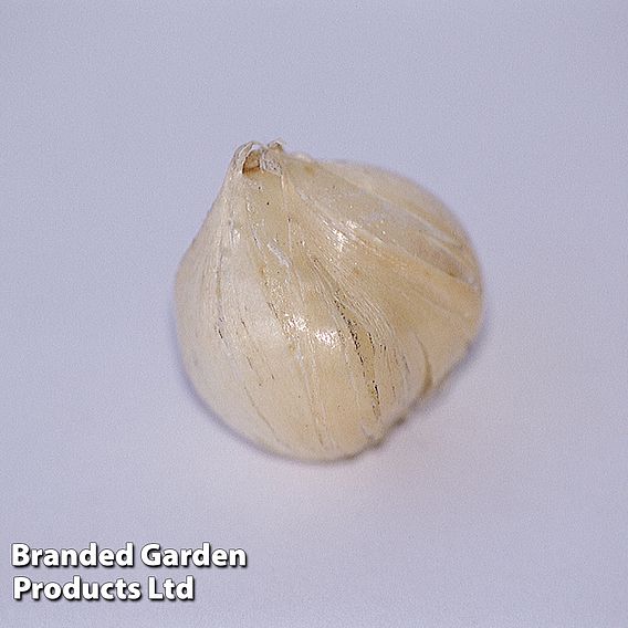 Allium Bulbs - Hair