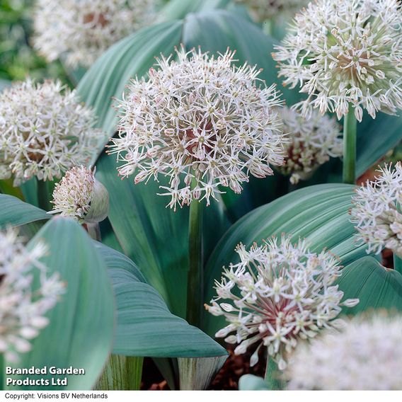 Allium karataviense