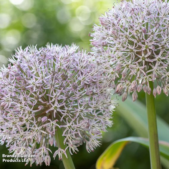 Allium karataviense