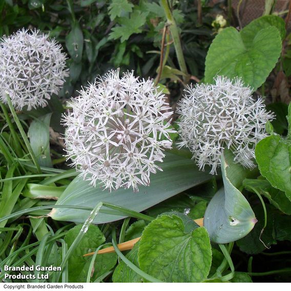 Allium karataviense