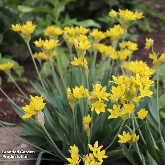 156 Spring Bulb Collection
