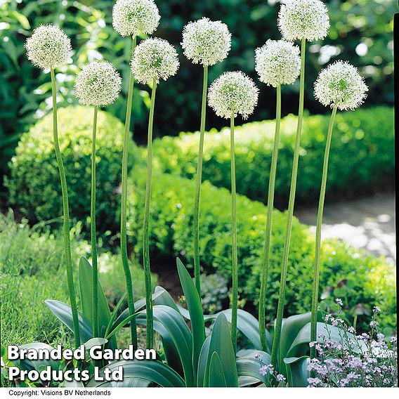 Allium stipitatum 'Mount Everest'