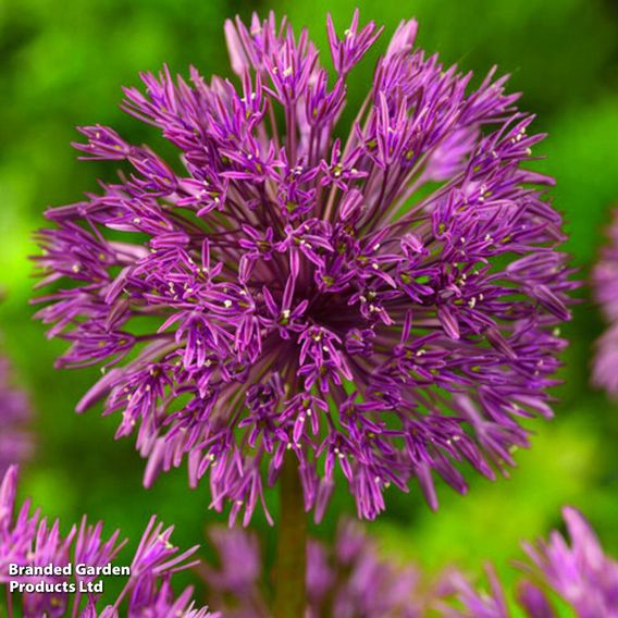 Allium nevskianum
