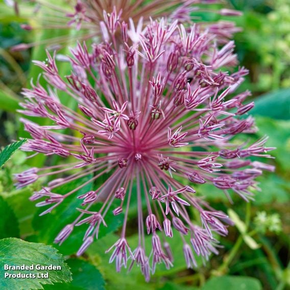 Allium nevskianum