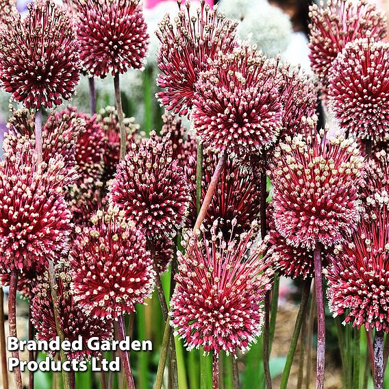 Allium 'Red Mohican'