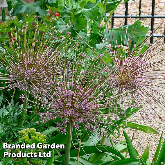 Allium 'Schubertii'