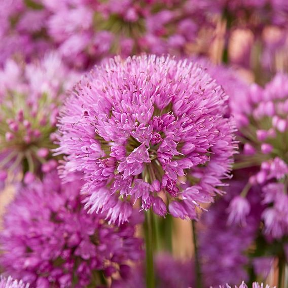 Allium 'Serendipity'