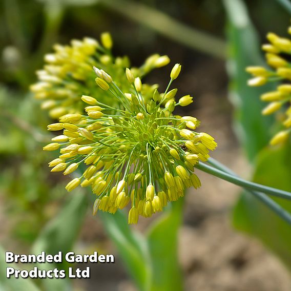 Allium 'Yellow Fantasy'