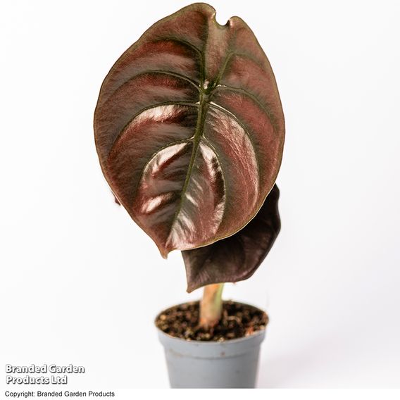 Alocasia cuprea