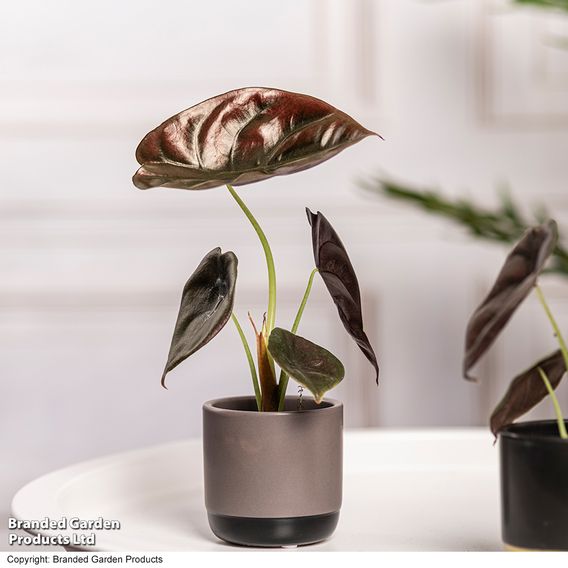 Alocasia cuprea