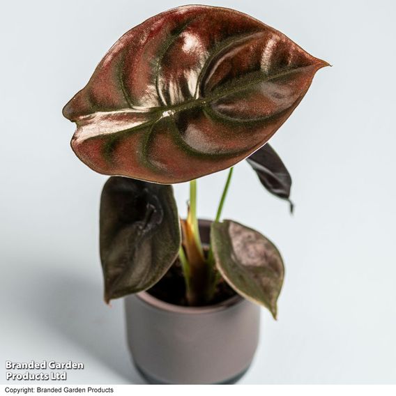 Alocasia cuprea