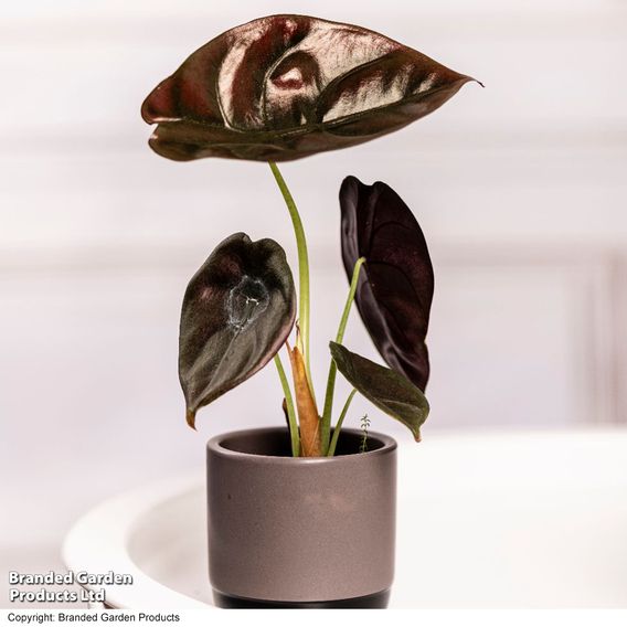 Alocasia cuprea