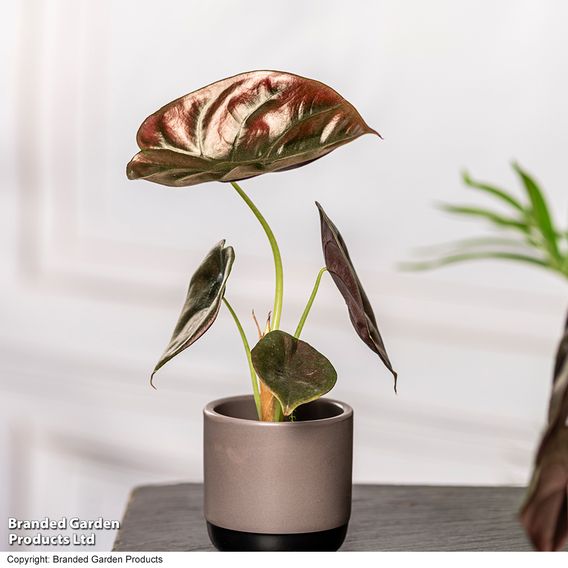 Alocasia cuprea