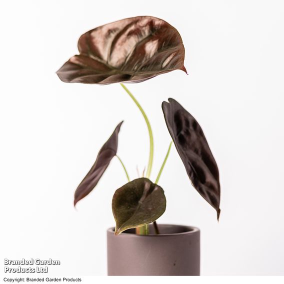 Alocasia cuprea