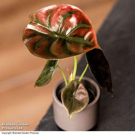 Alocasia cuprea