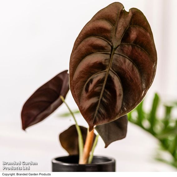 Alocasia cuprea