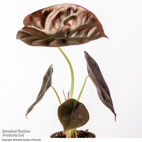 Alocasia cuprea