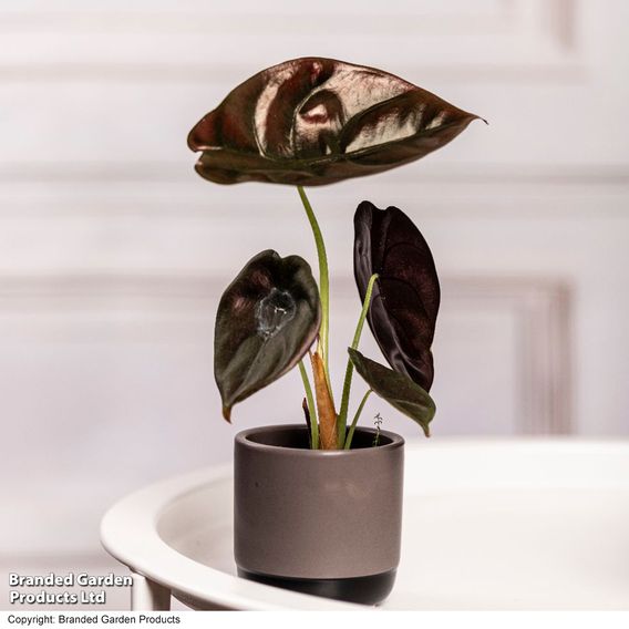Alocasia cuprea