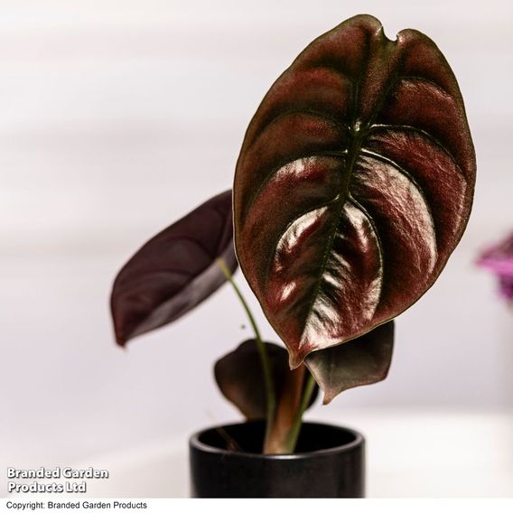 Alocasia cuprea