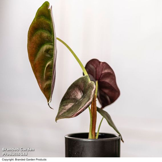 Alocasia cuprea